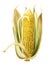 Maize, corn