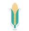 Maize, Corn Color Isolated Vector Icon