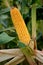 Maize, corn corncob