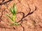 Maize corn flowers in ferric ground. Fertile soil. Farm and field