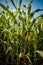 Maize or corn ripening on the plant