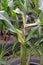 Maize, corn shoot disorder symptom