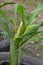 Maize, corn shoot disorder symptom