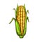 Maize corn vector sketch vegetable icon