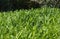 Maize Crop Green Leaves Standing in the Farm