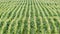 maize field (cornfield) with regular lines seen from top