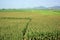Maize field intercrop paddy
