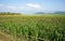 Maize field intercrop paddy