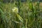 Maize Field After Storm