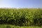 Maize field in summer