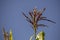 Maize flower against the blue sky