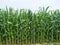 Maize flower tassel sway in the late summer breeze. Green corn field