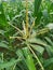 Maize flower tassel sway in the late summer breeze. Green corn field