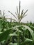 Maize flower tassel sway in the late summer breeze. Green corn field