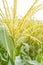 Maize flower in thecorn field