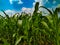 Maize green leaf of a plant or flower. Corn pure nature close up. Cloud blue sky Nepal