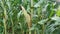 Maize growing in the field