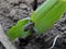 Maize leaf weevil (Tanymecus dilaticollis) damages the corn leaf.