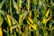 The maize in a maize field is almost ripe for picking  with large machines