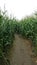 Maize maze