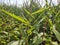 Maize Maze at Harvest Time.