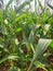 Maize Maze at Harvest Time.