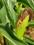 Maize Maze at Harvest Time.