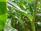 Maize Maze at Harvest Time.