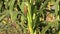 Maize and other plants covered in first frost rime. Zoom out. 4K