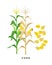 Maize plant and corn cereal grains - vector botanical illustration in flat design isolated on white background.