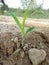 Maize plant Growth Stage & x28;Seedling To Emergance stage& x29;