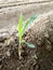 Maize plant Growth Stage & x28;V3 stage& x29;