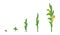 Maize plant. Growth stages. Ripening period. The life cycle of the corn. Contour green line vector infographic