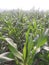 Maize plant  in the plain field