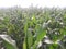 Maize plant  in the plain field