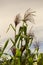 Maize plants being blown by the wind