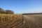 Maize plants and larch woodland