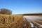 Maize plants and larch woodland