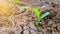 Maize plants are still young, around 10 days old