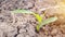 Maize plants are still young, around 10 days old