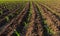 Maize seedling in the agricultural corn field