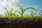 Maize seedling in the agricultural garden