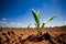 Maize seedling in the agricultural garden with blue sky