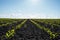 Maize seedling in the agricultural garden with blue sky. Agriculture, healthy eating, organic food, growing, cornfield.