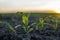 Maize seedling close up. Fertile soil. Farm and field of grain crops. Agriculture. Rural scene with a field of young