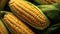 Maize seeds in corn cob covered with small water drops, Corn background