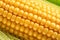 Maize seeds in corn cob covered with small water drops. Macro shot