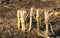 Maize stubble from close in low afternoon sunlight