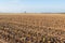 Maize stubbles in the clay ground