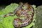 Maja de Santamaria snake on the forest of Giron
